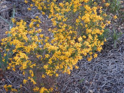 Genista triacanthos, photographed by Duarte Frade
