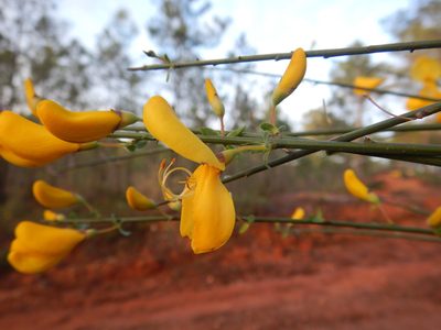 Cytisus grandiflorus, photographed by Duarte Frade