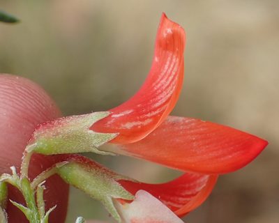 Lessertia frutescens, photographed by Nicola van Berkel