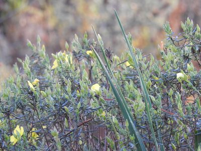 Cistus calycinus, photographed by Duarte Frade