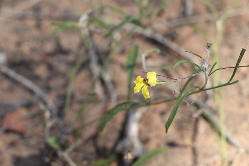 Goodenia delicata, photographed by Greg Tasney