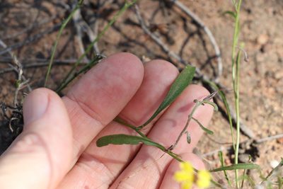 Goodenia delicata, photographed by Greg Tasney