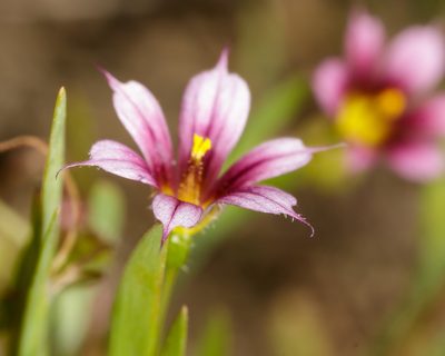 Sisyrinchium minus, photographed by Meghan Cassidy