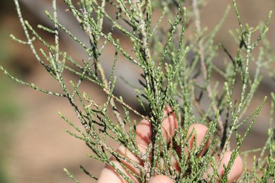 Ozothamnus diotophyllus, photographed by Greg Tasney