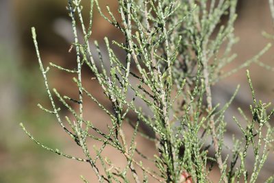Ozothamnus diotophyllus, photographed by Greg Tasney
