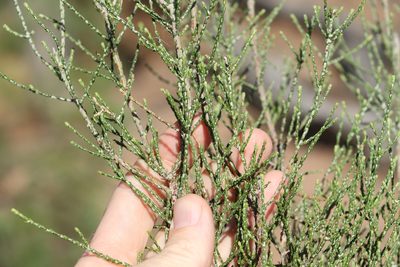 Ozothamnus diotophyllus, photographed by Greg Tasney