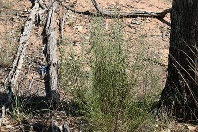 Ozothamnus diotophyllus, photographed by Greg Tasney