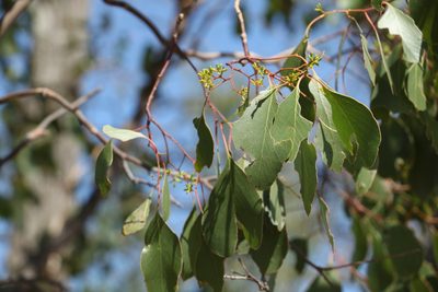 Eucalyptus populnea, photographed by Greg Tasney