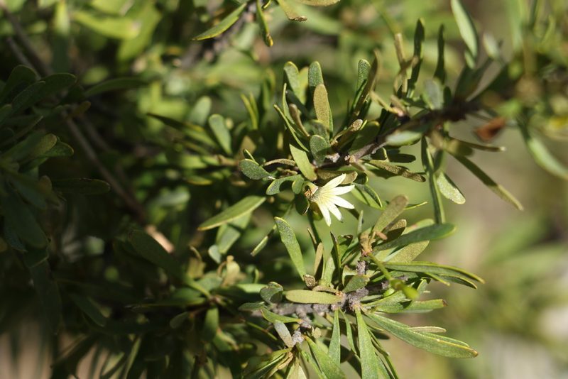 Scaevola spinescens, photographed by Greg Tasney