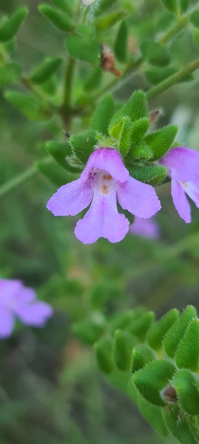 Prostanthera densa, photographed by Vale Jenny Conolly