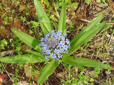 Scilla peruviana, photographed by Duarte Frade