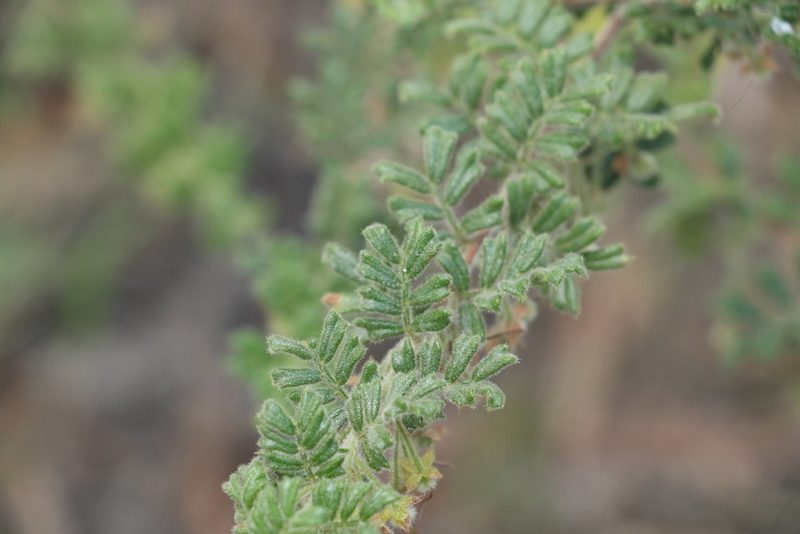 Dodonaea boroniifolia, photographed by Greg Tasney