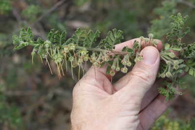 Dodonaea boroniifolia, photographed by Greg Tasney