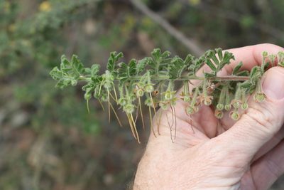 Dodonaea boroniifolia, photographed by Greg Tasney