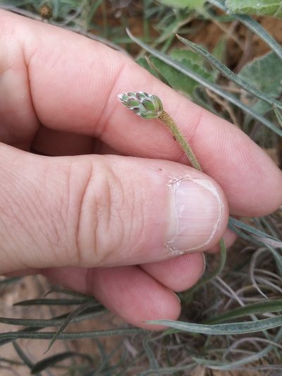 Plantago albicans, photographed by Tim Johnson