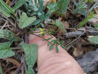 Hippocrepis ciliata, photographed by Tim Johnson