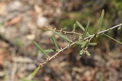 Hovea longipes, photographed by Greg Tasney
