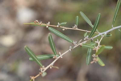 Hovea longipes, photographed by Greg Tasney