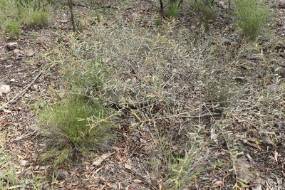 Hovea longipes, photographed by Greg Tasney