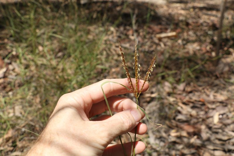 Eulalia aurea, photographed by Greg Tasney