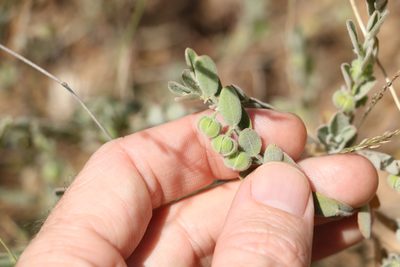 Phyllanthus fuernrohrii, photographed by Greg Tasney