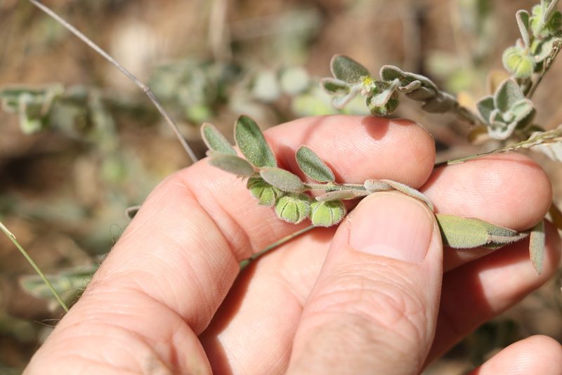 Phyllanthus fuernrohrii, photographed by Greg Tasney
