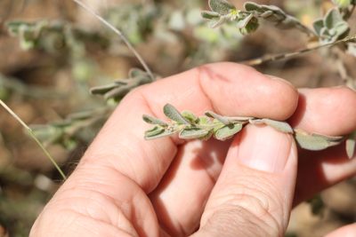 Phyllanthus fuernrohrii, photographed by Greg Tasney