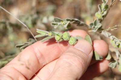 Phyllanthus fuernrohrii, photographed by Greg Tasney