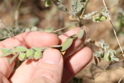Phyllanthus fuernrohrii, photographed by Greg Tasney