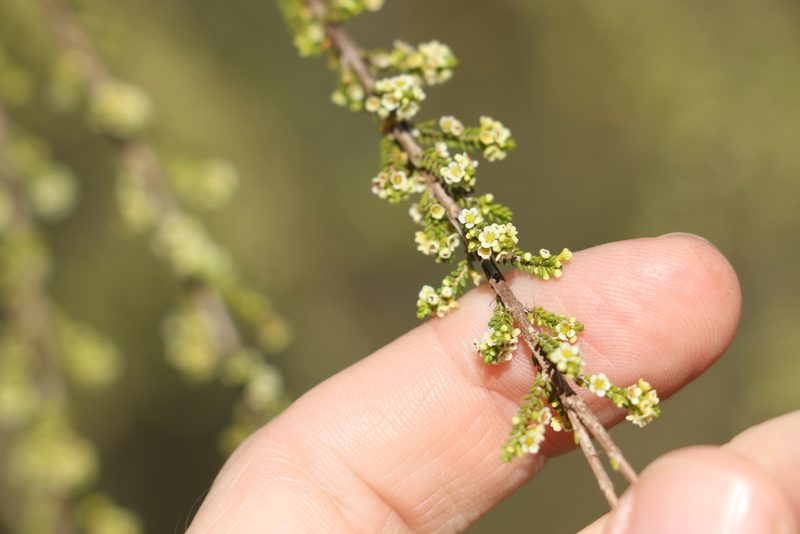 Micromyrtus carinata, photographed by Greg Tasney