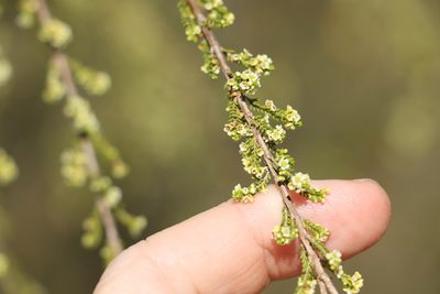Micromyrtus carinata, photographed by Greg Tasney