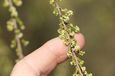 Micromyrtus carinata, photographed by Greg Tasney