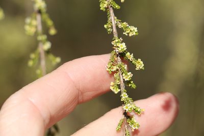 Micromyrtus carinata, photographed by Greg Tasney