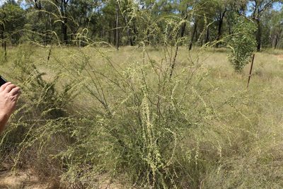 Micromyrtus carinata, photographed by Greg Tasney