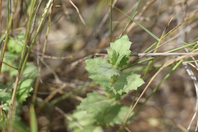 Gonocarpus urceolatus, photographed by Greg Tasney