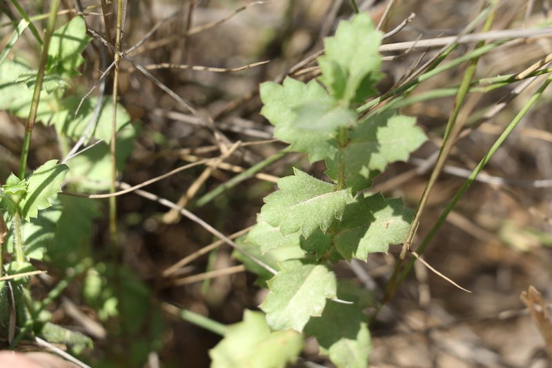 Gonocarpus urceolatus, photographed by Greg Tasney