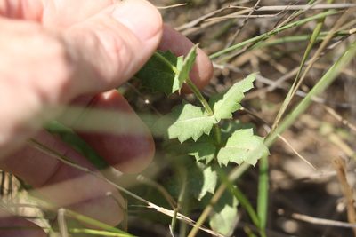 Gonocarpus urceolatus, photographed by Greg Tasney