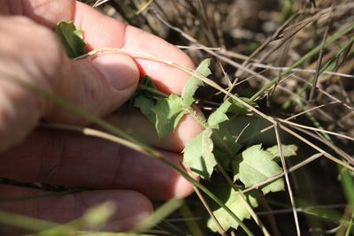 Gonocarpus urceolatus, photographed by Greg Tasney