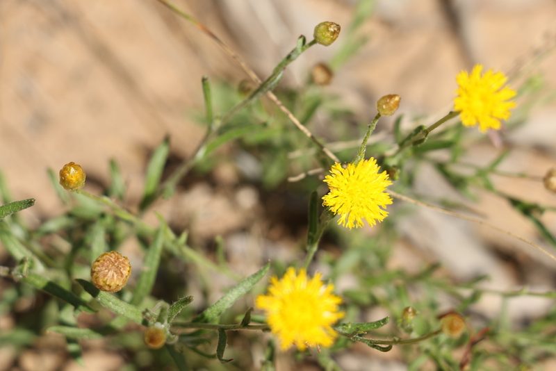 Rutidosis murchisonii, photographed by Greg Tasney