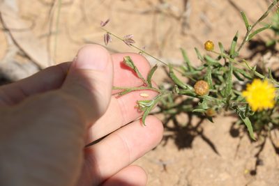 Rutidosis murchisonii, photographed by Greg Tasney
