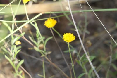 Rutidosis murchisonii, photographed by Greg Tasney