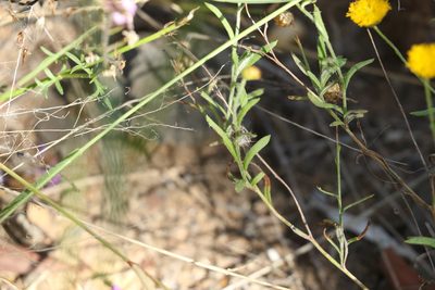 Rutidosis murchisonii, photographed by Greg Tasney