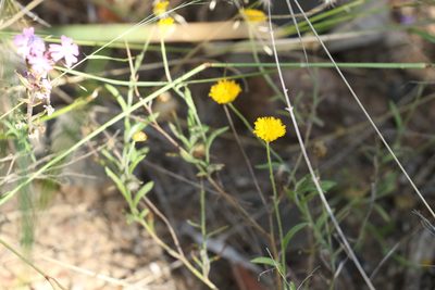 Rutidosis murchisonii, photographed by Greg Tasney