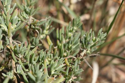 Enchylaena tomentosa, photographed by Greg Tasney