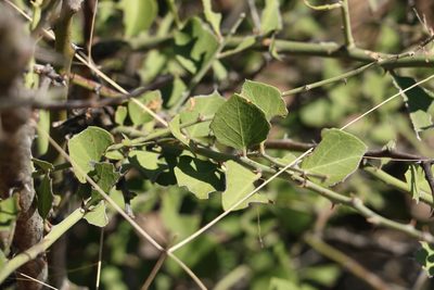 Capparis mitchellii, photographed by Greg Tasney