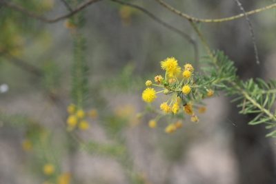 Acacia conferta, photographed by Greg Tasney