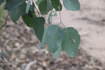 Eucalyptus fibrosa, photographed by Greg Tasney