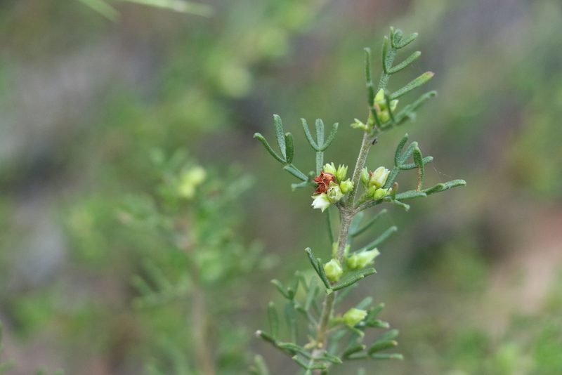 Cyanothamnus occidentalis, photographed by Greg Tasney