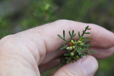 Cyanothamnus occidentalis, photographed by Greg Tasney