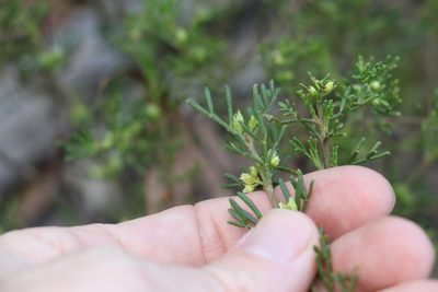 Cyanothamnus occidentalis, photographed by Greg Tasney